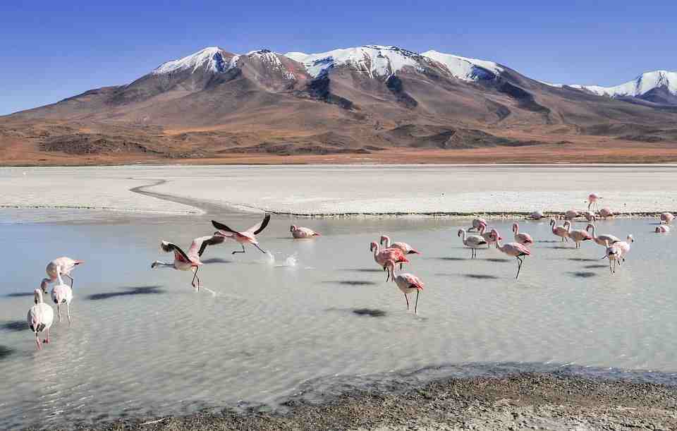 玻利维亚, 泻湖, 景观, 旅行, 山, Ande, 火烈鸟