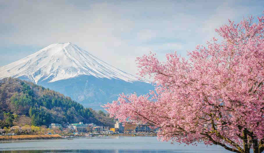 市场解读|炙手可热的第三大经济体，日本电商市场为何这么火？